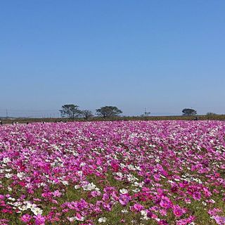 セフレ掲示板【セックス募集】  |  各地でセフレ募集している女性をご紹介しているサイトです。久しくセックスをしていない人やセフレをどんどん増やしたい人はぜひこちらで探して下さい。