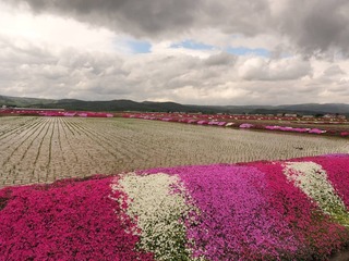 セフレ掲示板【北海道でセフレ募集するなら】  |  セフレ掲示板【セックス募集】