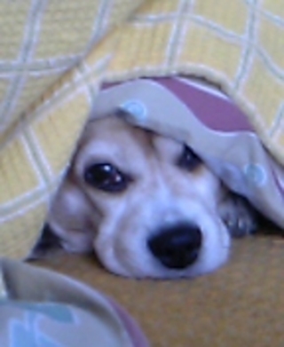 【神待ち掲示板】家出少女・女性検索サイト – 神待ちをする女性・利用するサイトを地域別に紹介しています