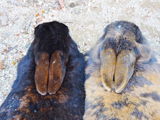 セフレ掲示板【広島県でセフレ募集するなら】  |  セフレ掲示板【セックス募集】