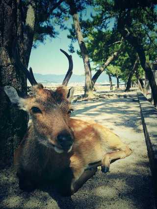 セフレ掲示板【静岡県でセフレ募集するなら】  |  セフレ掲示板【セックス募集】
