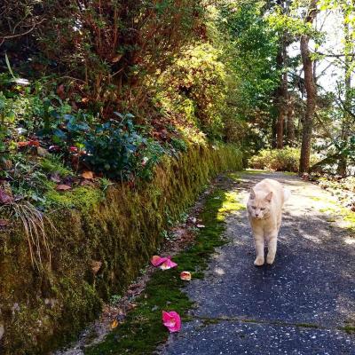 島根県の神待ち家出少女掲示板 – 【神待ち掲示板】家出少女・女性検索サイト