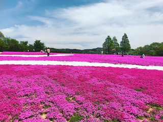 セフレ掲示板【広島県でセフレ募集するなら】  |  セフレ掲示板【セックス募集】