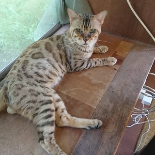 群馬県の神待ち家出少女掲示板 – 【神待ち掲示板】家出少女・女性検索サイト