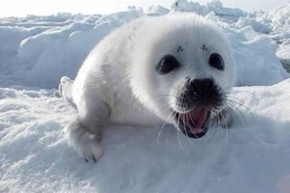 愛知県の神待ち家出少女掲示板 – 【神待ち掲示板】家出少女・女性検索サイト