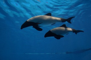 【神待ち掲示板】家出少女・女性検索サイト – 神待ちをする女性・利用するサイトを地域別に紹介しています