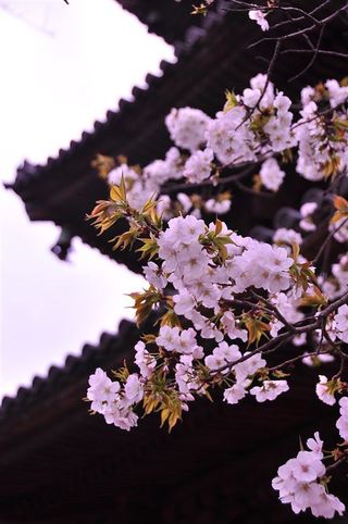 LOVE NAVI【最短即会い】