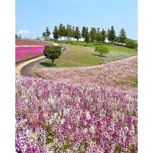 セフレ掲示板【群馬県でセフレ募集するなら】  |  セフレ掲示板【セックス募集】