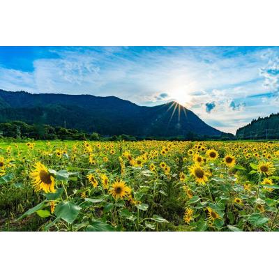 セフレ掲示板【新潟県でセフレ募集するなら】  |  セフレ掲示板【セックス募集】