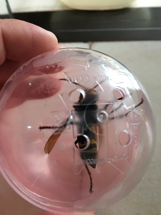 セフレ掲示板【セックス募集】  |  各地でセフレ募集している女性をご紹介しているサイトです。久しくセックスをしていない人やセフレをどんどん増やしたい人はぜひこちらで探して下さい。