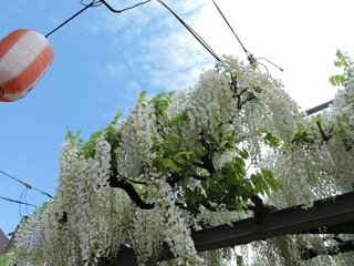 セフレ掲示板【新潟県でセフレ募集するなら】  |  セフレ掲示板【セックス募集】
