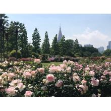 セフレ掲示板【セックス募集】  |  各地でセフレ募集している女性をご紹介しているサイトです。久しくセックスをしていない人やセフレをどんどん増やしたい人はぜひこちらで探して下さい。